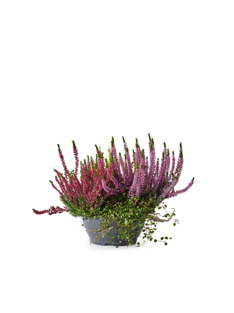 Romantic G. Heather bowl 23 cm