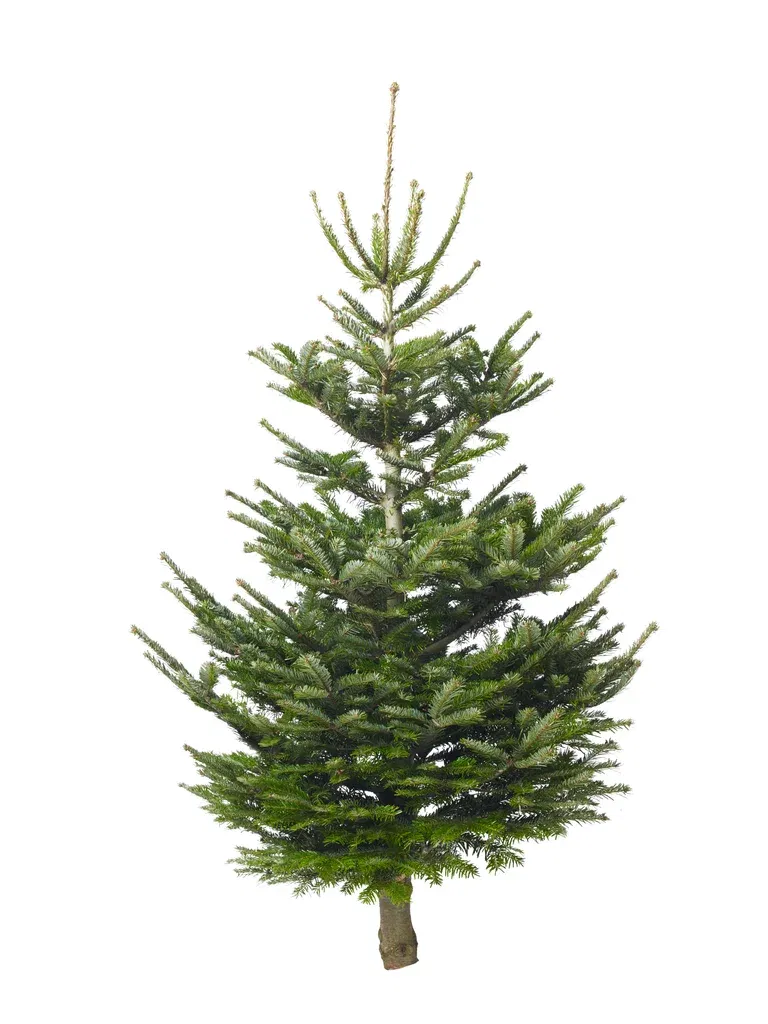 Abies Nordmanniana 110-150 cm
