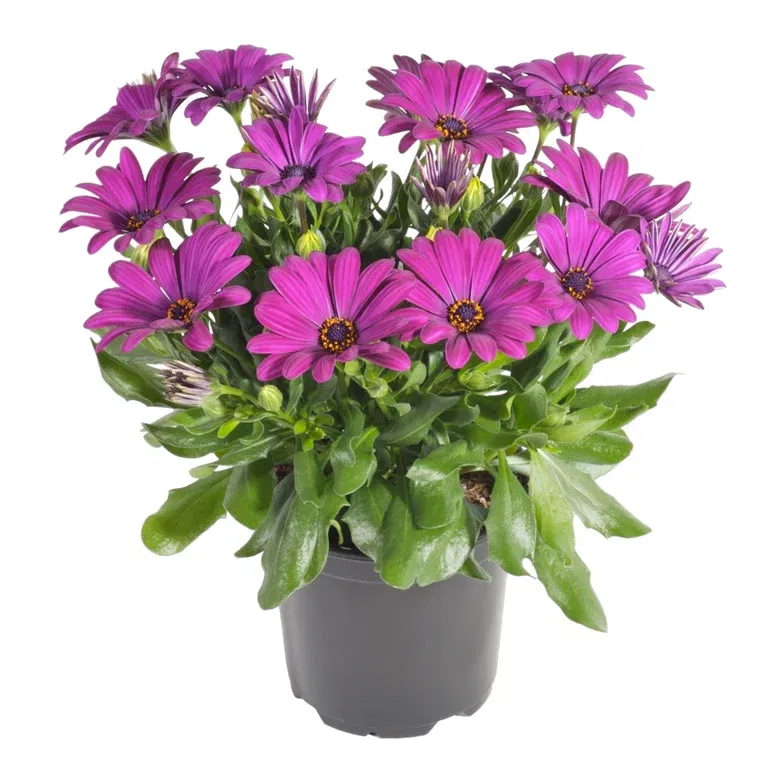 Osteospermum Purple 11 cm