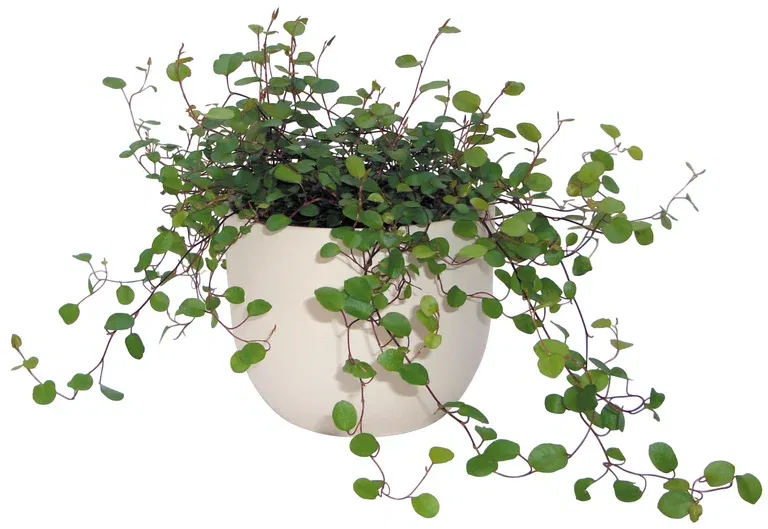 Muehlenbeckia complexa 11 cm