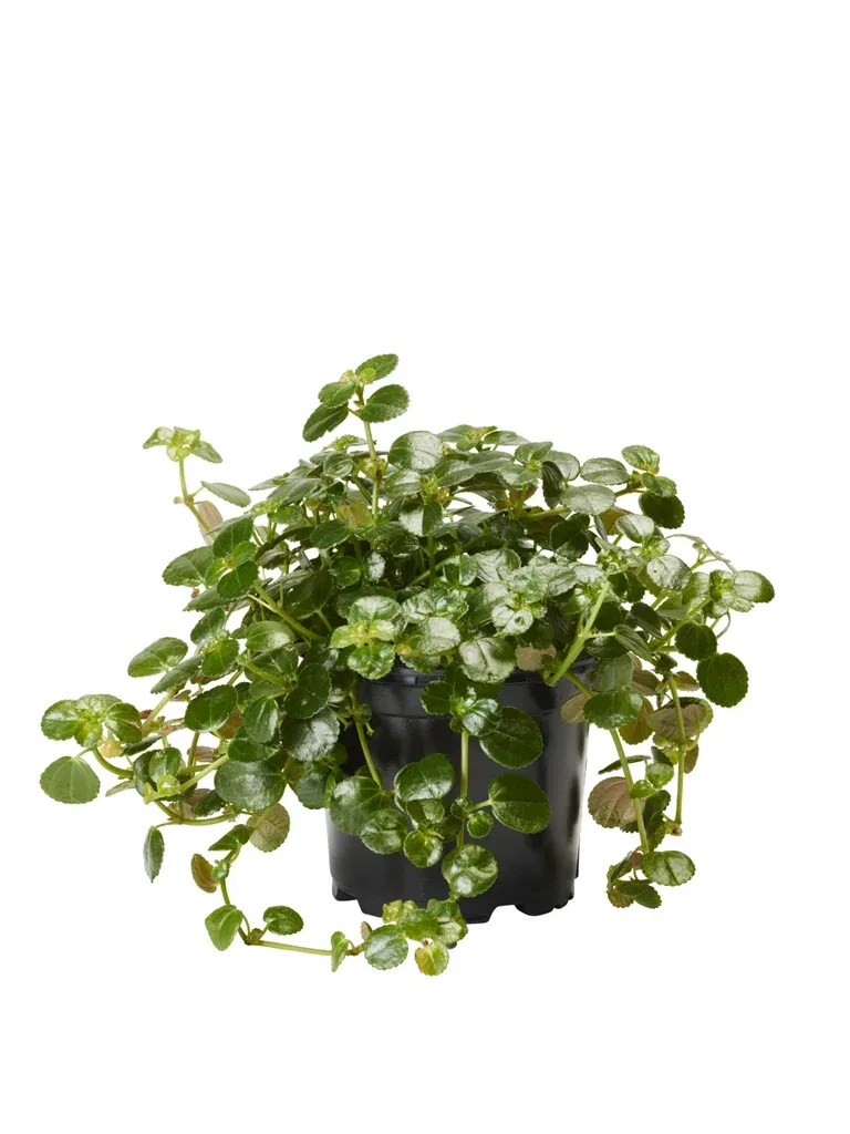 Pilea depressa 10,5 cm