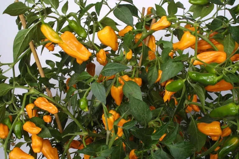 Chili 'Cheyenne'