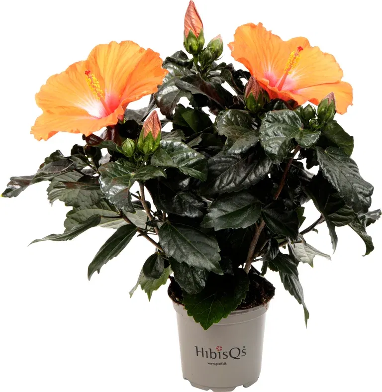 Hawaiirose