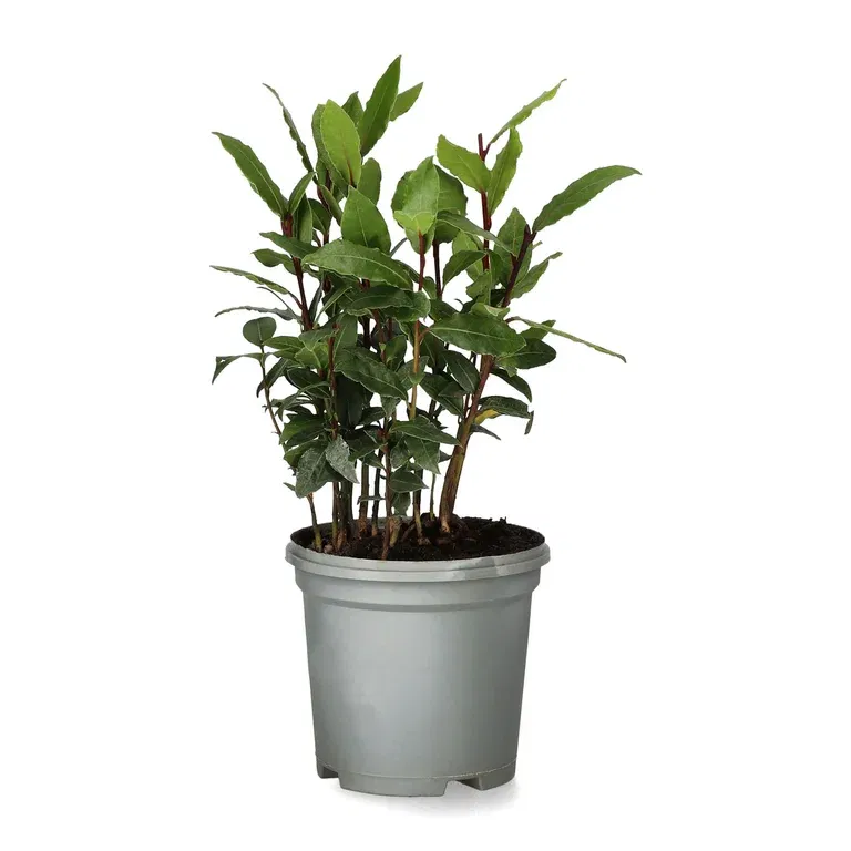 Laurus nobilis 11,5 cm