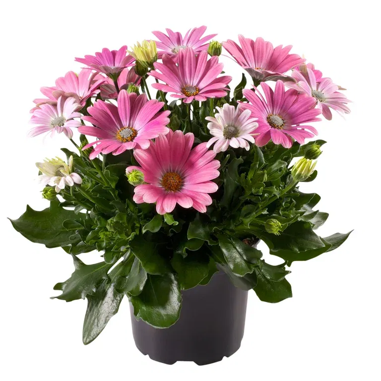 Osteospermum Pink 11 cm