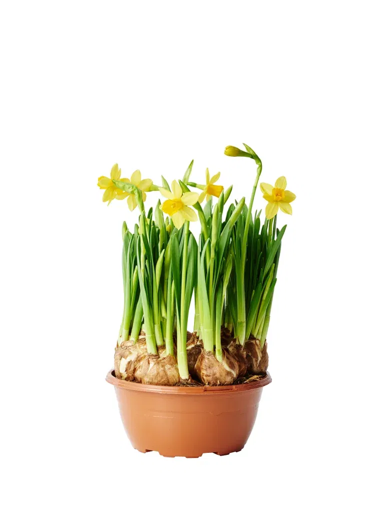 Narcissus 'Tete a Tete' bowl 17 cm