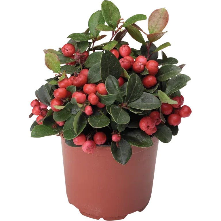Krypberglyng BIG BERRY