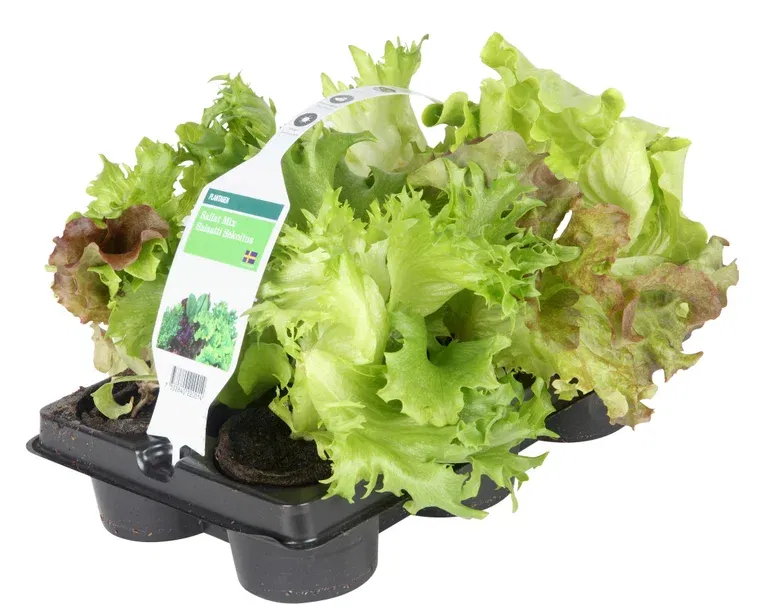 Salat