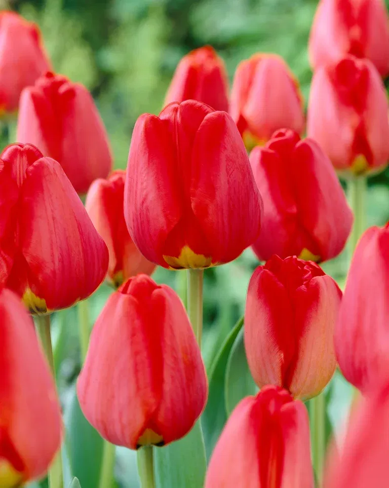 Tulipan 'Apeldoorn' - 6 stk