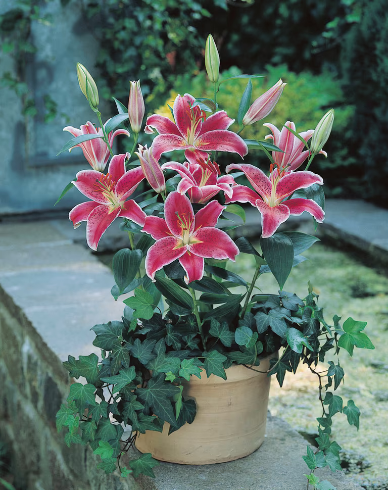 Lilje 'Star Gazer'