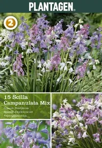 Spaniablåstjerne miks