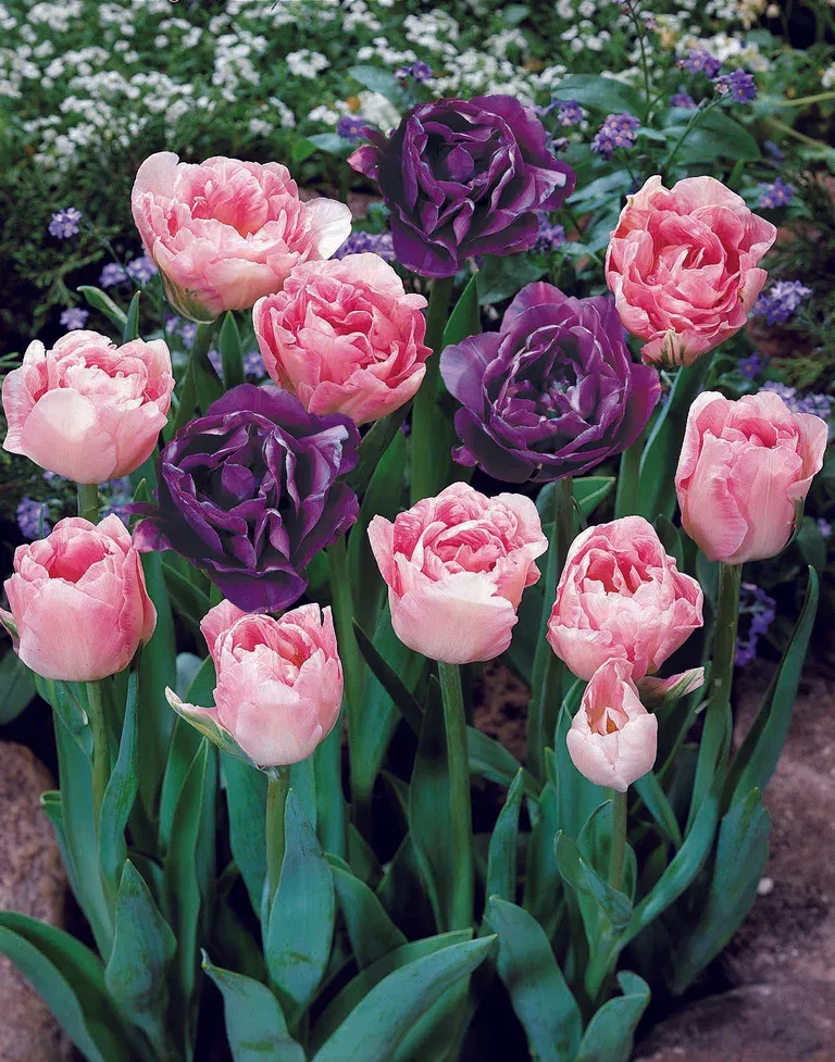 Tulipanmiks Double Delight - 12 stk