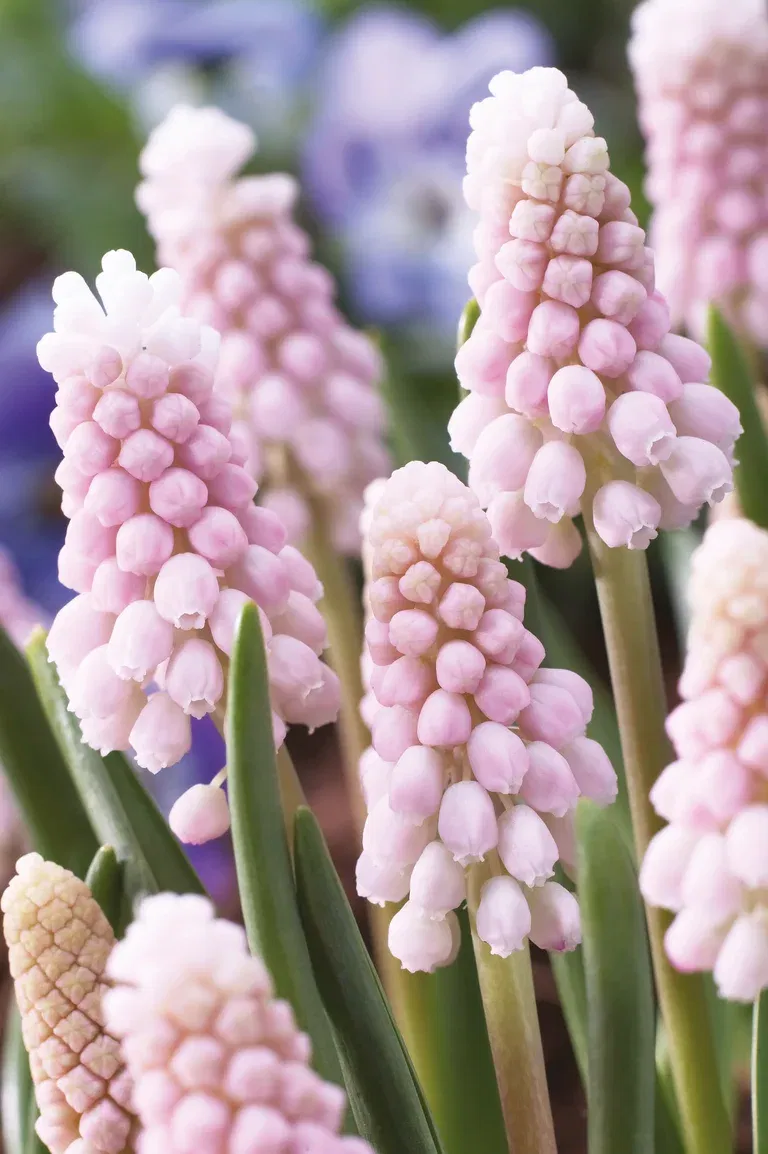 Perleblomst 'Pink Sunrise'