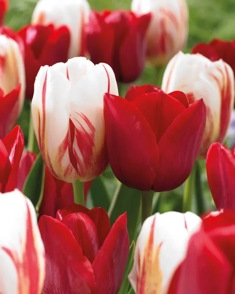 Tulipanmiks Love Circles - 10 stk
