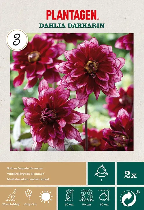 Georgine ‘Darkarin’