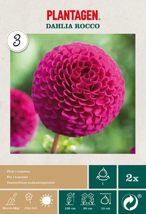 Georgine ‘Rocco’