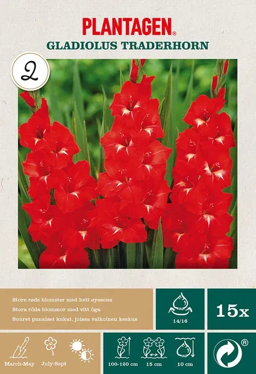 Storblomstret gladiol 'Traderhorn’