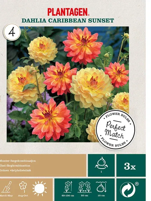 Georgine miks ‘Caribbean Sunset’