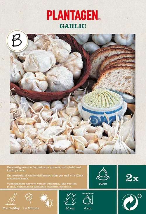 Hvitløk  'White Casablanca'