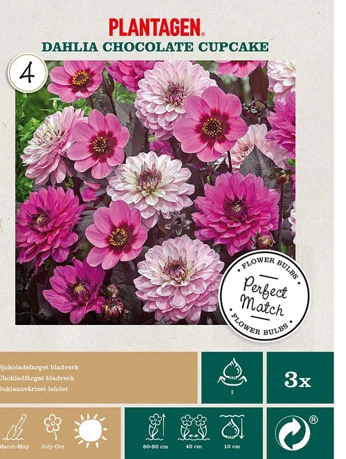 Georgine blanding ‘Chocolate Cupcake’