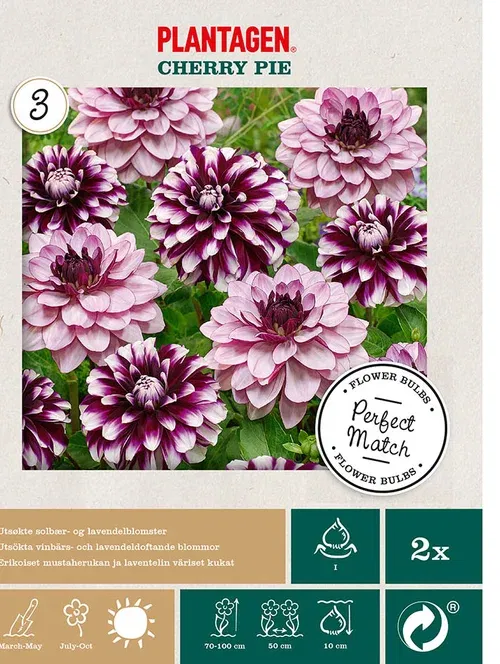 Georgine miks ‘Cherry Pie’