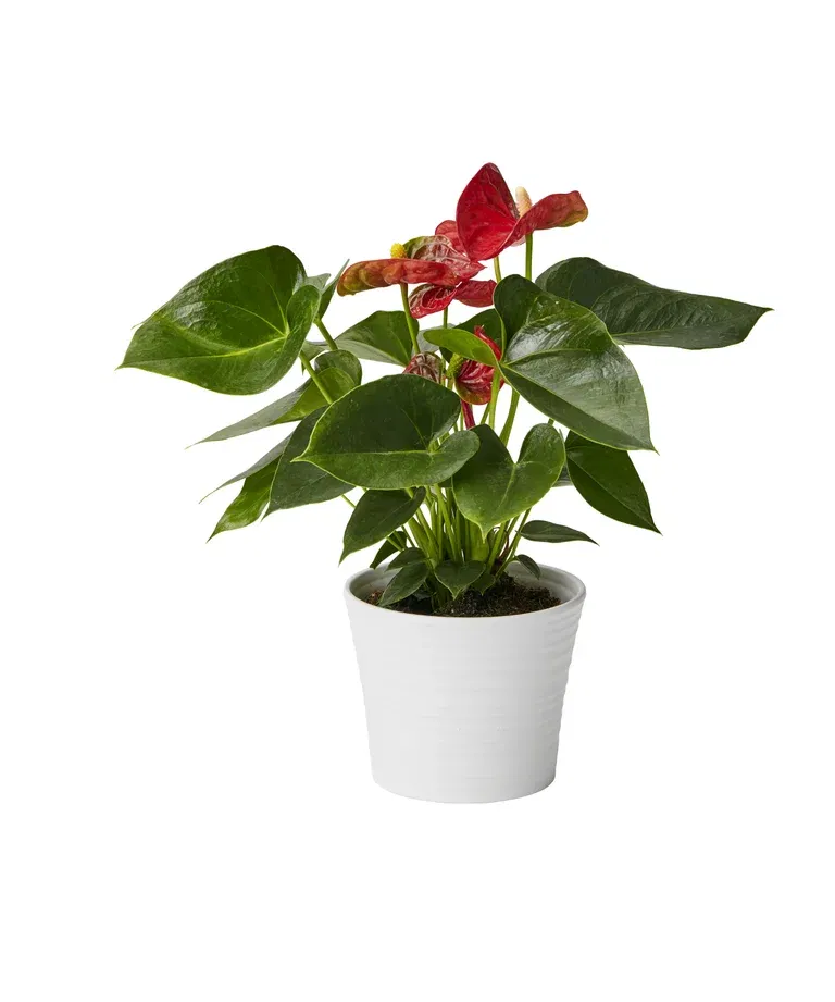Flamingoblomst