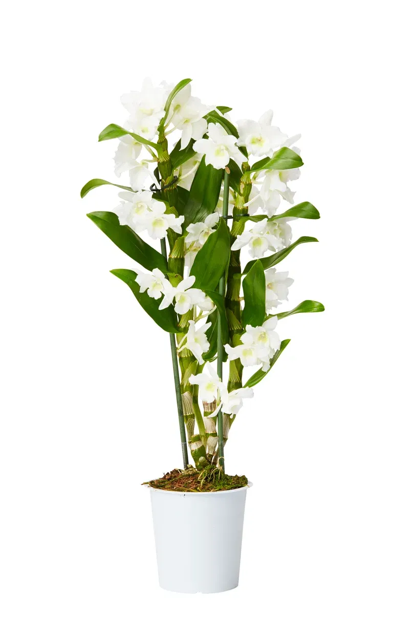 Dendrobium orkidé