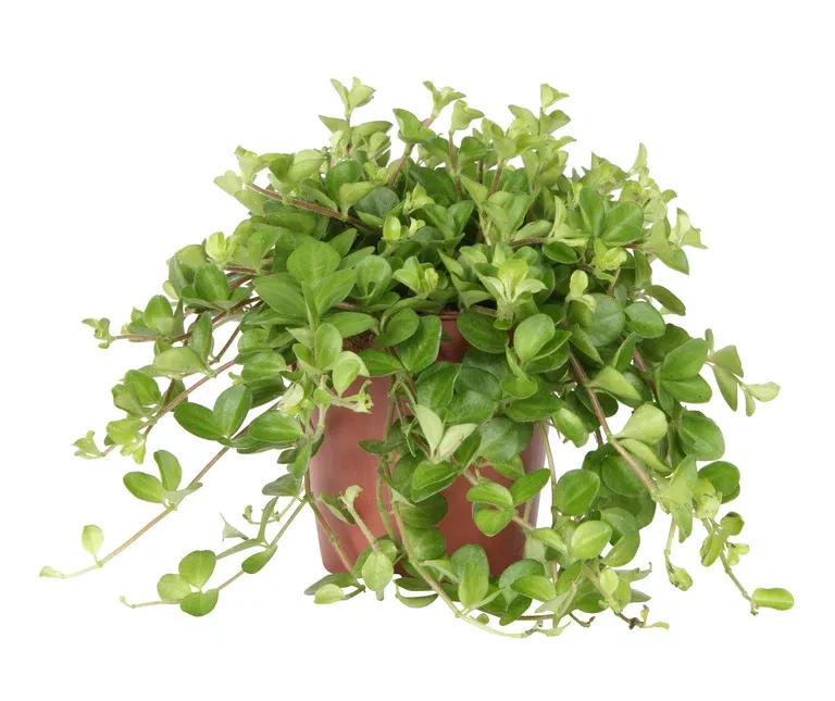 Peperomia rotundifolia