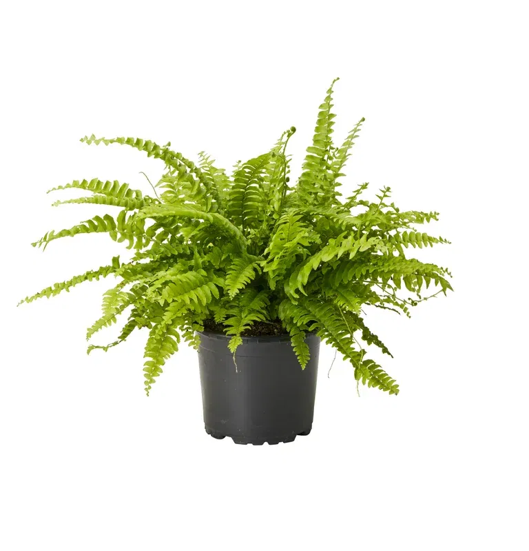 Nephrolepis exaltata 'Green Lady'