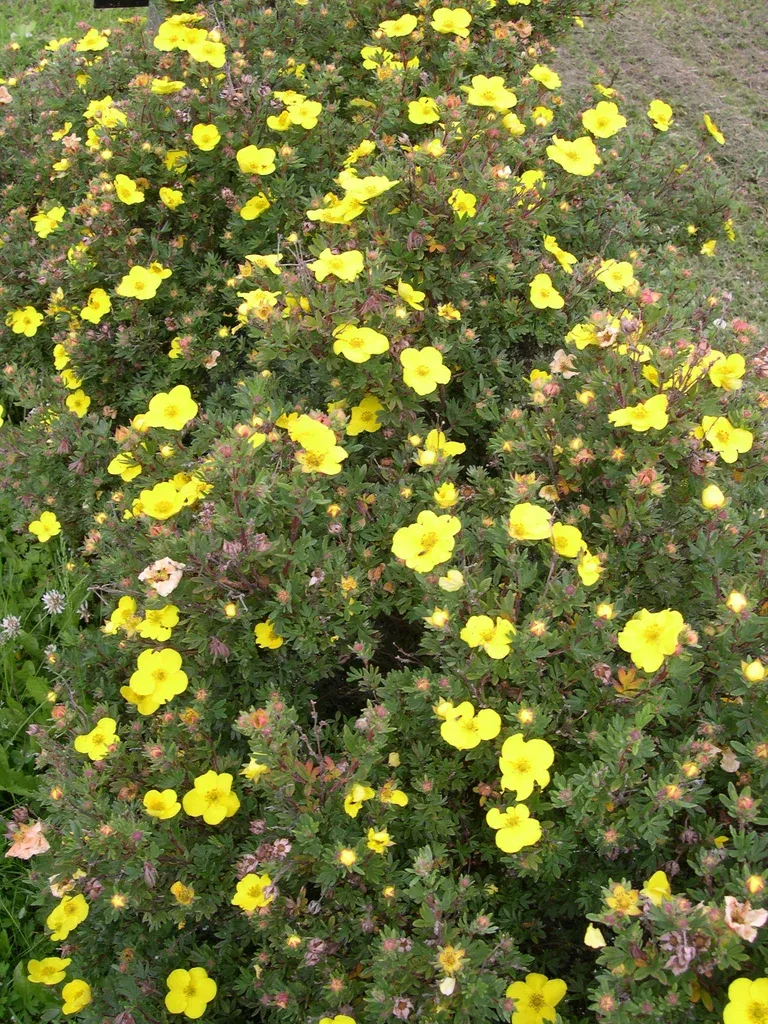 Buskmure 'Goldteppich'