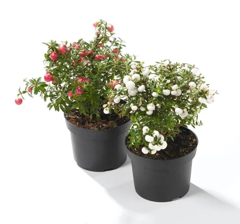 Pernettya mucronata 10,5 cm