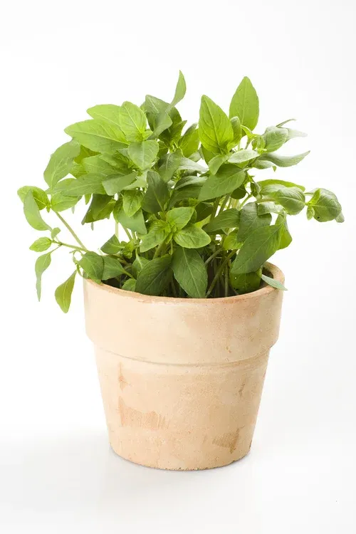 All N. Ocimum basilicum 12 cm