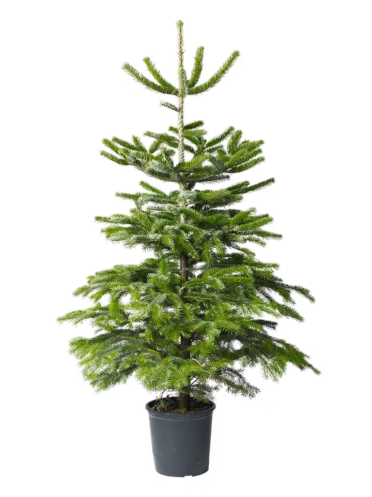 Abies Nordmanniana 130 cm 27 cm