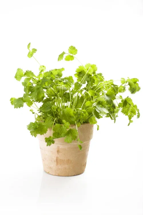 All N. Coriandrum sativum 12 cm