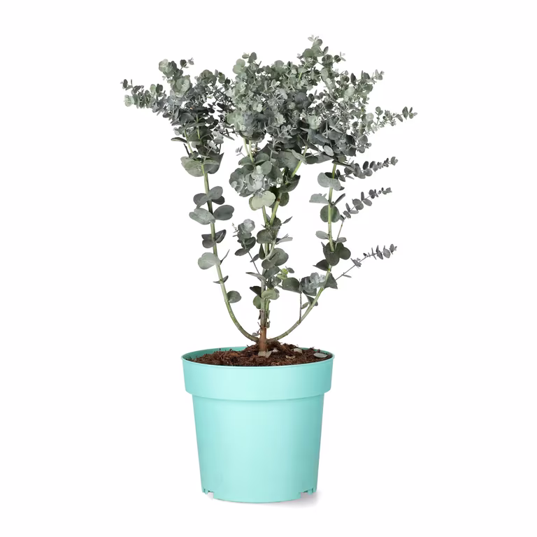 Eucalyptus 'Azura'