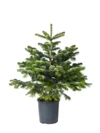 Abies Nordmanniana 80 cm 27 cm