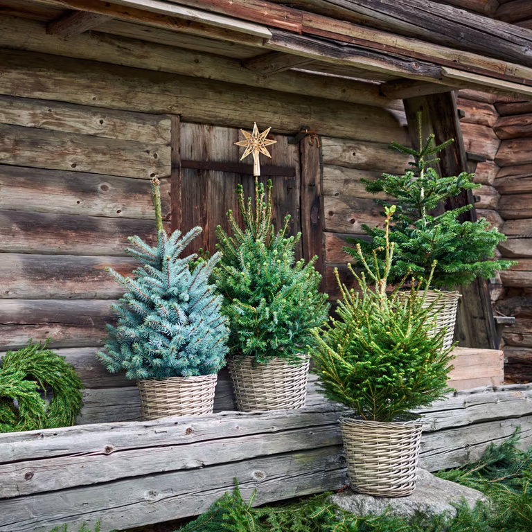 Abies Nordmanniana 80 cm 27 cm