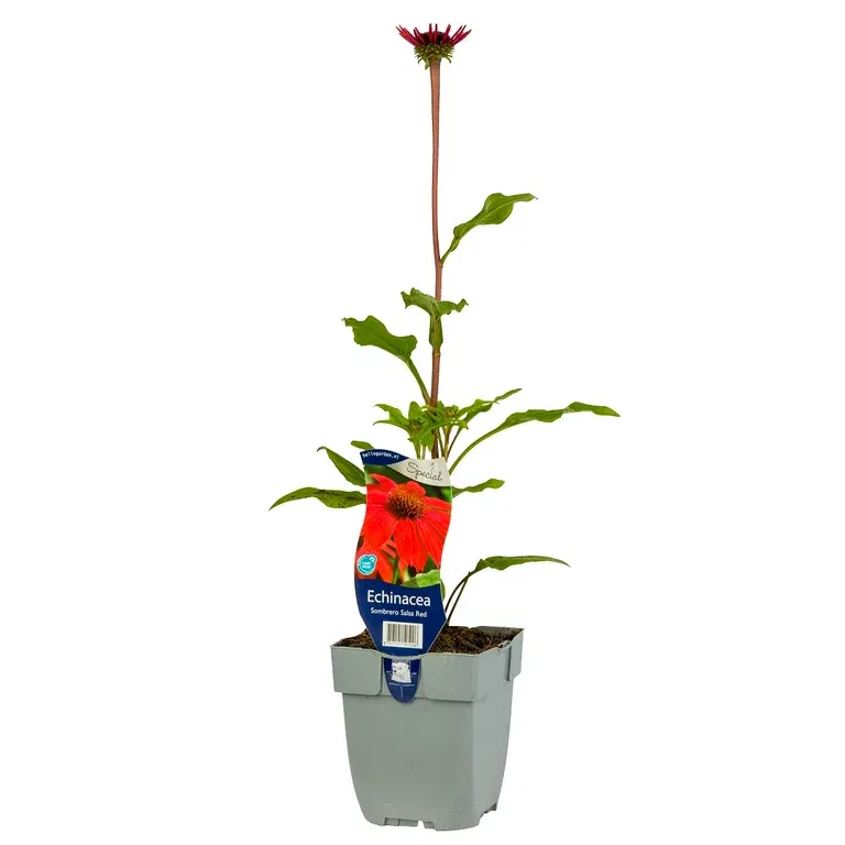 Solhatt 'Sombrero Salsa Red'