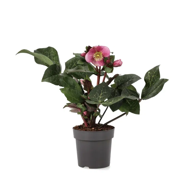 Julerose 'Anna's Red'