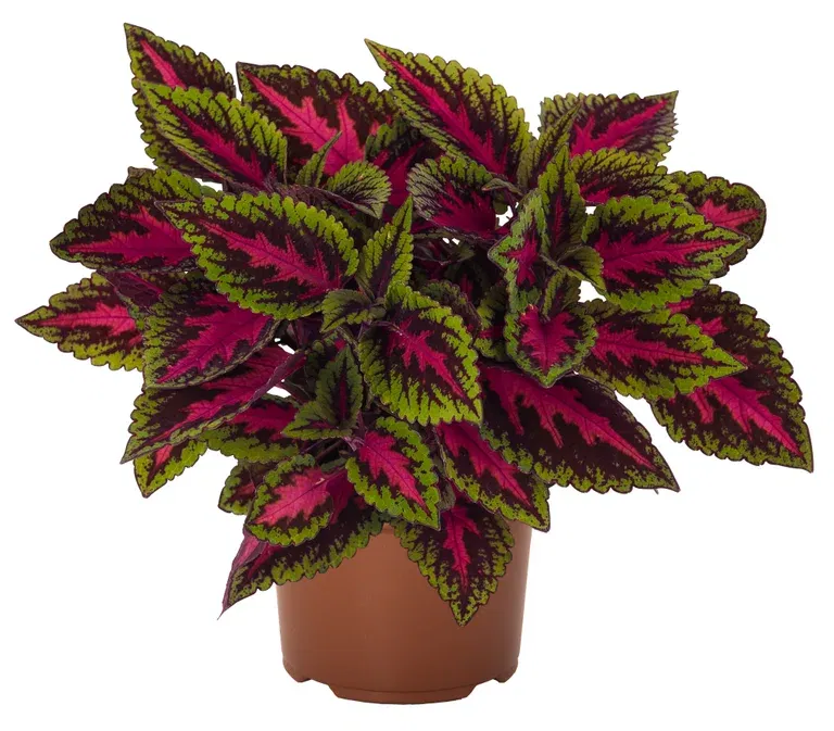 Praktspragle 'Ruby Road'