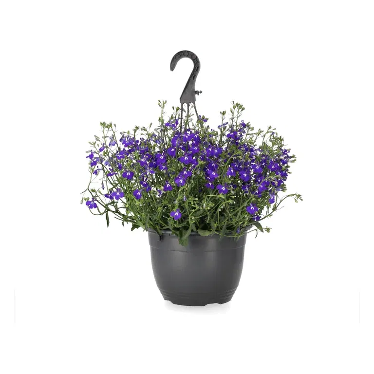 Lobelia i ampel