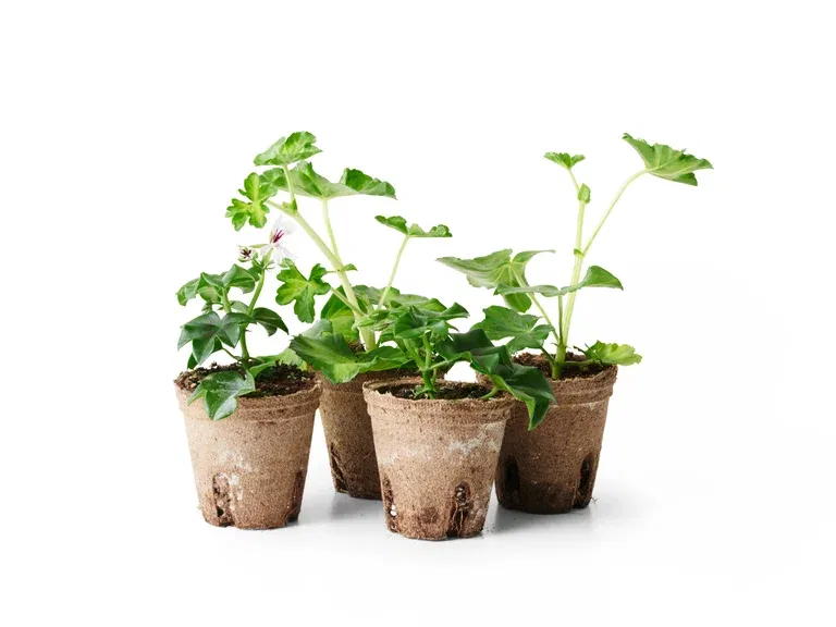 Slyngpelargonia stikling