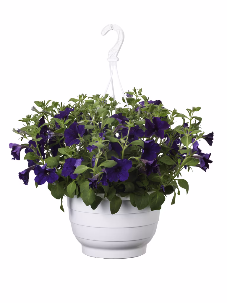 Petunia i ampel