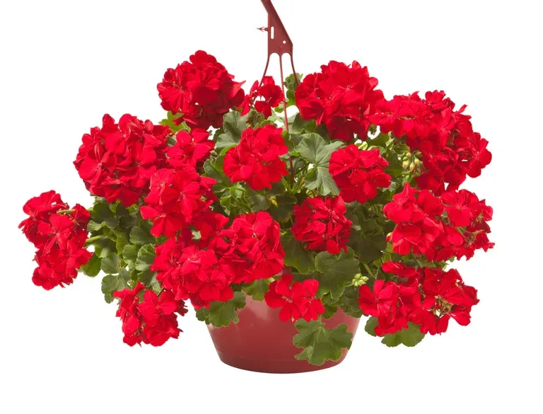 Kjærlighetspelargonia 'Dark Red' i ampel