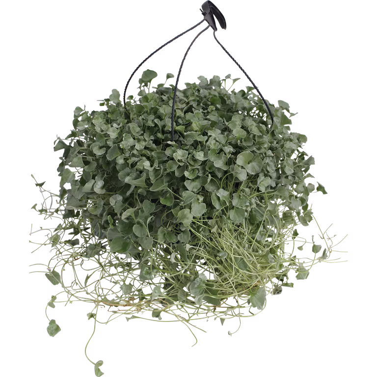Dichondra 'Silverfall'  h. basket 25 cm