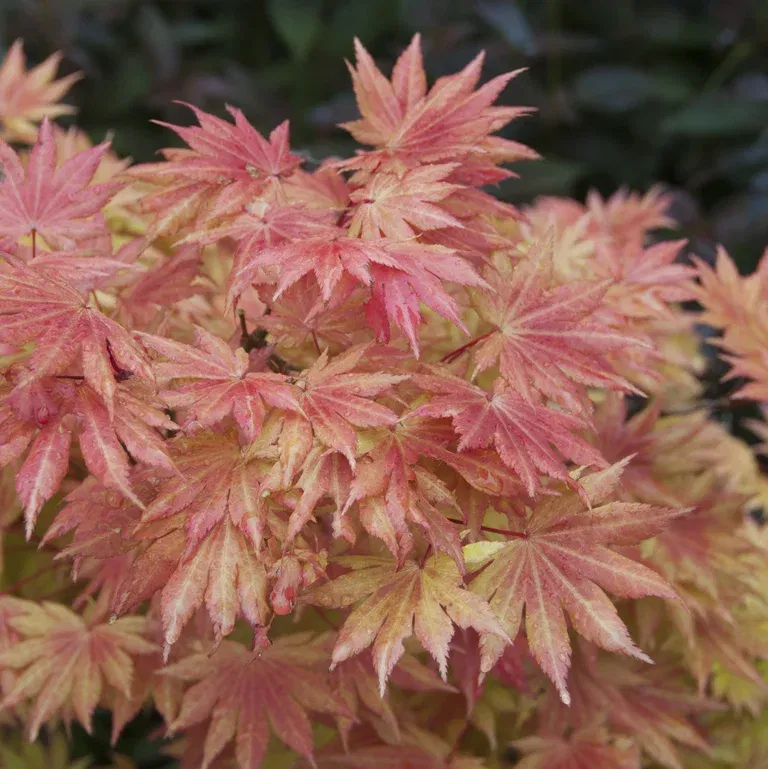 Acer shirasawanum 'Moonrise' 40cm+ 19cm