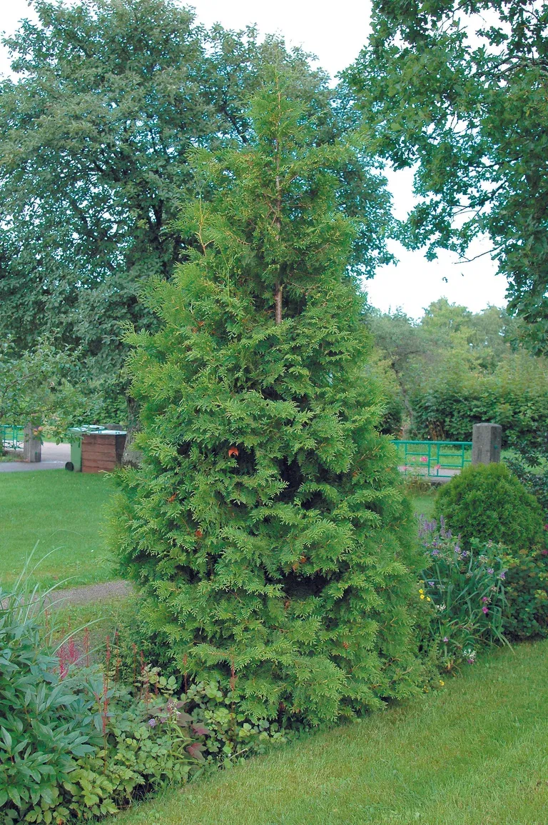 Tuja 'Brabant'