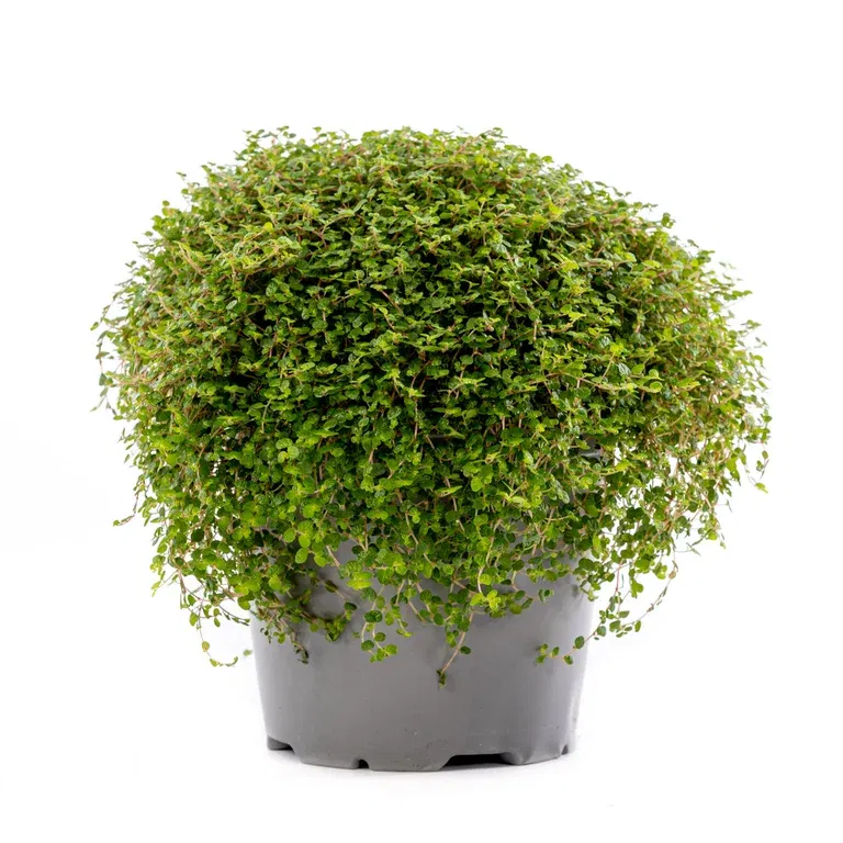 Soleirolia soleirolii 14 cm