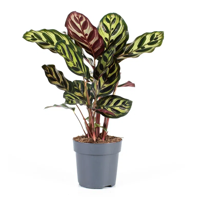 Calathea 'Makoyana'