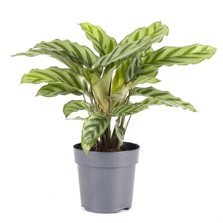 Calathea 'Freddie'